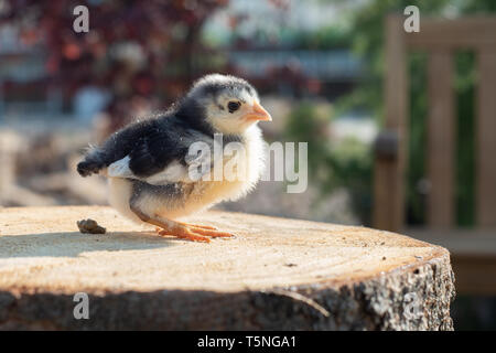 Kleine Küken im Frühjahr sitzen auf Holz. Stockfoto