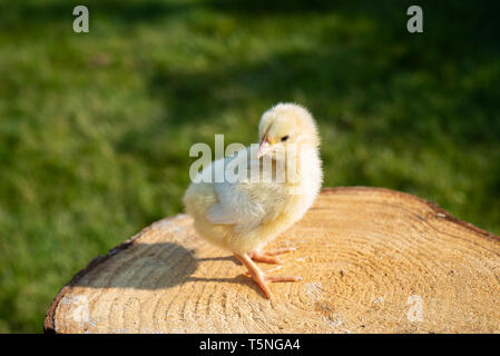 Kleine Küken im Frühjahr sitzen auf Holz. Stockfoto