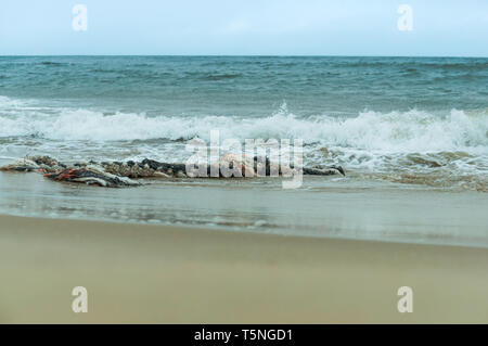 Alte Seil im Meer, zackige dickes Seil Stockfoto