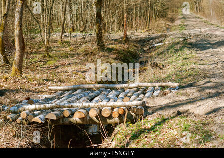 Brücke von Birke, Brücke über einen Graben im Wald Stockfoto