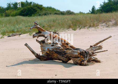 Malerische Baumstumpf auf dem Sand, trockenen baumstumpf an der Küste Stockfoto