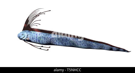 Riesige oarfish (Regalecus glesne) auf weißem Hintergrund Stockfoto