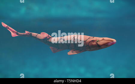 Kette catshark (Scyliorhinus retifer) eine kleine Masse Haiarten flachen Gewässern Stockfoto