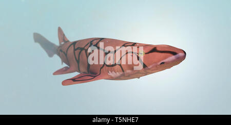 Kette catshark (Scyliorhinus retifer) kleine und harmlose Haie im Atlantik. Stockfoto