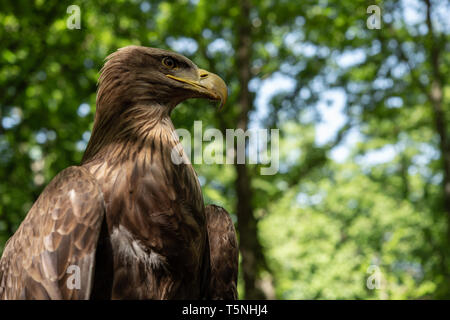 Junge weibliche von Seeadler Meer - Adler, Haliaeetus albicilla, Accipitridae, Norwegen Stockfoto