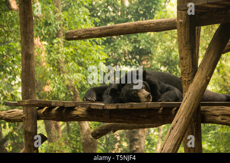 Schlafender Mondbär im Bärenrettungs-Zentrum in Kuang Si, Luang Prabang, Laos. Stockfoto