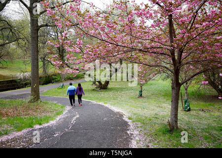 Ein paar Spaziergänge unter blühenden Kirschbäumen in Branch Brook Park, Newark, New Jersey Stockfoto