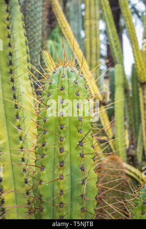 Stachelige gelb-grüne Kakteen und Kakteen mit Früchten, die in einem botanischen Garten von El Palmera wachsen Stockfoto