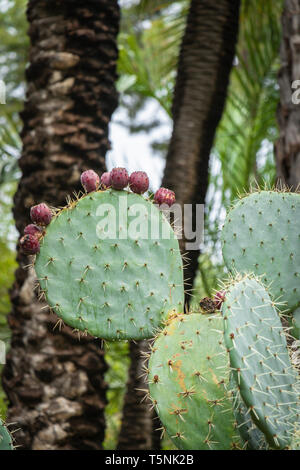 Kaktuskaktus mit Früchten im Garten Huerto del Cura in Elche Spanien mit Opuntien und Palmen El Palmera Palme Elche Alicante Stockfoto