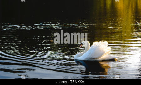 Einzelne weiße Schwan Schwimmen in einem See in sanften Morgenlicht. Stockfoto