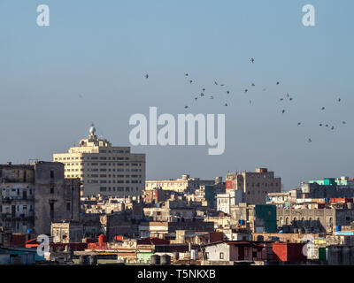 Schwalben Beflockung über der Stadt Havanna, Kuba, im Abendlicht Stockfoto