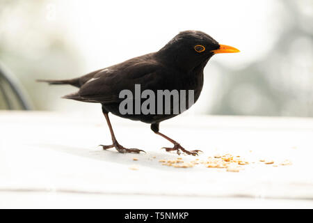 Männliche Amsel Turdus merula auf Tisch mit Essen, Cornwall, England Stockfoto