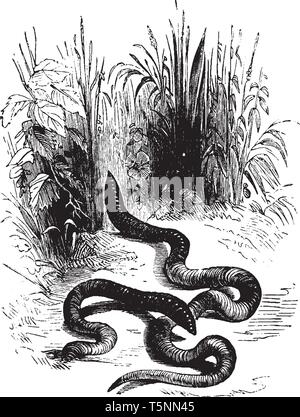 Regenwurm ist eine u-förmige segmented Wurm im Stamm Annelida gefunden, vintage Strichzeichnung oder Gravur Abbildung. Stock Vektor