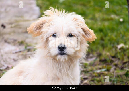 Ein Hund Stockfoto