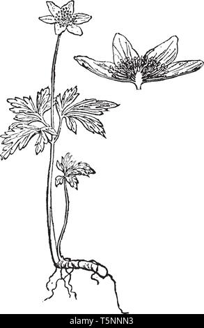 Ein Bild zeigt einen Zweig und Blume von Anemone Anlage, auch als Wind Blume Pflanze bekannt. Es hat schöne, gelbe Blumen, die Schale Stock Vektor