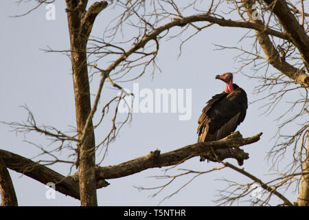 Red-headed Vulture oder Sarcogyps calvus oder asiatischen König Geier bei Jim Corbett National Park Uttarakhand Nainital Indien Stockfoto