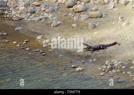 Mugger Crocodile oder Crocodylus palustris in Jim Corbett Nationalpark Uttarakhand Indien Stockfoto