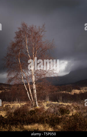 Eine silberne Birke wird von einer Welle von Sonnenlicht vor dem Hintergrund der glowering Himmel und Bergen verfangen. Schottland. 2019 Stockfoto