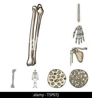 Femur, Handgelenk, Knochen-Muskel-System, Fibre, Osteoporose, Wirbelsäule, Hand, Becken, Bony, wissenschaftliche, gesund, Zelle, Bein, Chiropraktik, Kalzium, hip, Skelett, Gewebe, Knie, Wirbelsäule, Struktur-, Becken-, System-, Muskel, Bindegewebe, Schienbein, Wirbelsäule-, Arm, Körper, Knochen, Skelett, Anatomie, menschliche, Organe, Medizin, Medizin, Klinik, Biologie, Set, Vector, Icon, Illustration, isoliert, Sammlung, Design, Element, Grafik, Zeichen, Cartoon, Farbe Vektor Vektoren, Stock Vektor