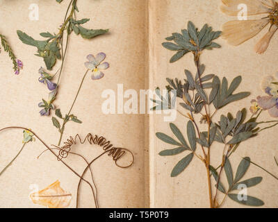 Schöne getrocknete Blumen in Notebook auf alten Hintergrund Stockfoto
