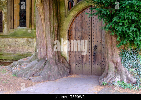Um das Cotswold Stadt Stow-on-the-Wold Gloucestershire UK Eiben auf der Veranda von St Edwards Kirche Stockfoto