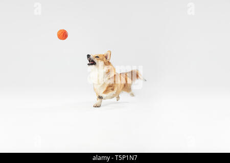 Fang, Moment. Welsh Corgi Pembroke Welpen in Bewegung. Süße flauschige doggy oder Pet spielt auf weißem Hintergrund. Studio photoshot. Negative Stockfoto