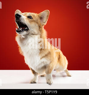 Wohin gehst du ohne mich. Welsh Corgi Pembroke Welpen posiert. Süße flauschige doggy oder Pet sitzt auf roten Hintergrund isoliert. Studio photoshot Stockfoto