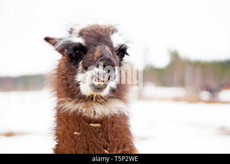 Kleine llama Kauen mit Winter Hintergrund Stockfoto