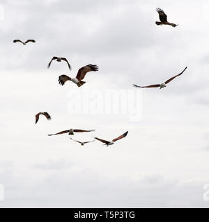 Brahminy Kite (Haliastur indus), zur Bucht von Phang Nga, Thailand, Asien Stockfoto