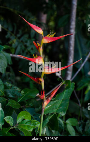 Heliconia im Wilden in Panama Stockfoto