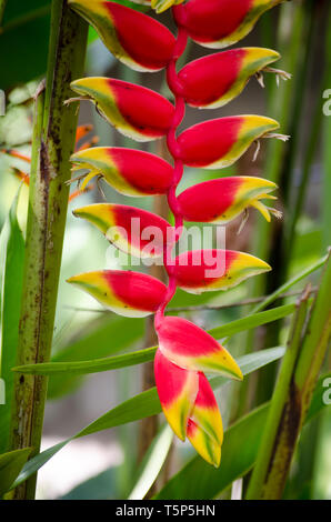 Heliconia Rostrata weiß auch als hängende Karabinerverschluss Stockfoto