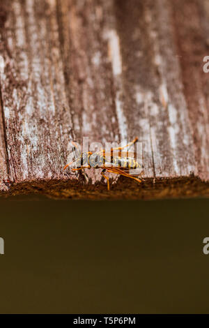 Nahaufnahme Makroaufnahme eines bunten Wasp Erholung in der Sonne, Sommer Stockfoto