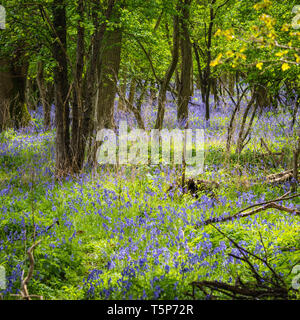 Englisch woodland Szene in der Frühlingssonne mit frischen neuen Blätter und indigenen bluebells Teppich boden. Stockfoto