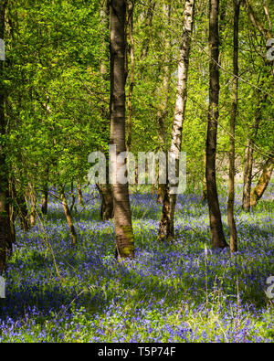 Englisch woodland Szene in der Frühlingssonne mit frischen neuen Blätter und indigenen bluebells Teppich boden. Stockfoto