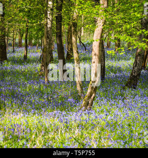 Englisch woodland Szene in der Frühlingssonne mit frischen neuen Blätter und indigenen bluebells Teppich boden. Stockfoto