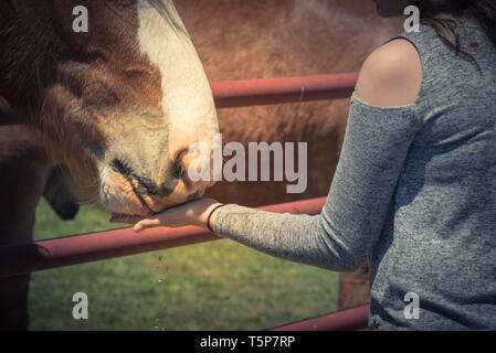 Frau Hand Feeding belgischen Heavy Horse Farm in North Texas, Amerika Stockfoto