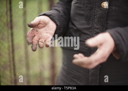 Hände von einer alten Frau ohne Handschuhe, gebeizt Böden nach der Arbeit im Garten Stockfoto