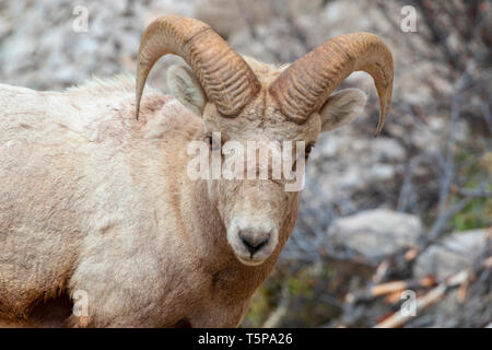 Bighorn Schafe suchen nach Essen hoch in den Colorado Rocky Mountains Stockfoto