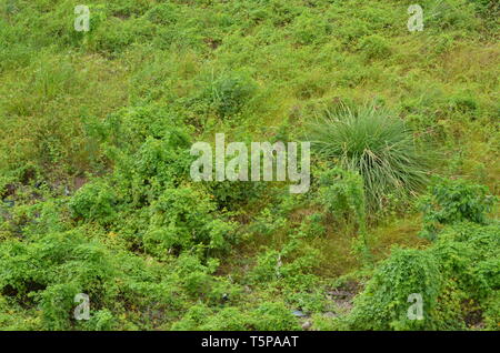 Natur Stockfoto