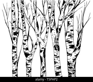Birken Stamm mit Rinde Textur, Wald Vektor isoliert. Schwarz Pinselstriche. Abstrakte Handskizze Design oder Hintergrund. Stock Vektor