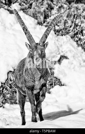 Steinböcke im Schnee, Alpen (Capra ibex) Stockfoto