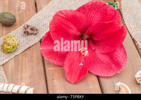Natürliches weiches Zusammensetzung mit roten Amaryllis, Blume Stockfoto