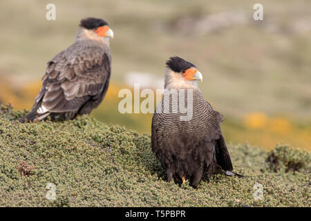 Crested oder südlichen Karakara Karakara, plancus, Korpus Island, Falkland Insel, November Stockfoto