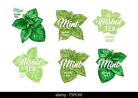 Kräuter Tee mit frischer Minze Logo Vorlagen eingestellt. Isolierte Hand gezeichnet Marker Malerei Labels mit Pfefferminze. Spearmint Botanik Pflanzen und Hand-Lettering Inschrift. Botanische Design, Medizinische Thema. Stock Vektor