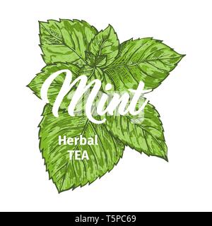 Kräuter Tee mit frischer Minze Logo Vorlage. Isolierte Hand gezeichnet Marker Malerei Label mit Pfefferminze. Spearmint Botanik Pflanze und Hand-Lettering Kalligraphie Inschrift. Botanische Design, Medizinische Thema. Stock Vektor