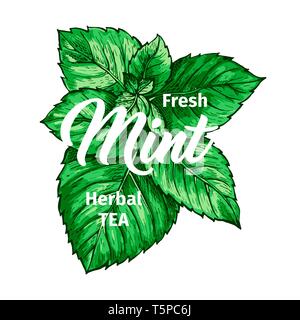 Kräuter Tee mit frischer Minze Logo Vorlage. Isolierte Hand gezeichnet Marker Malerei Label mit Pfefferminze. Spearmint Botanik Pflanze und Hand-Lettering Kalligraphie Inschrift. Botanische Design, Medizinische Thema. Stock Vektor