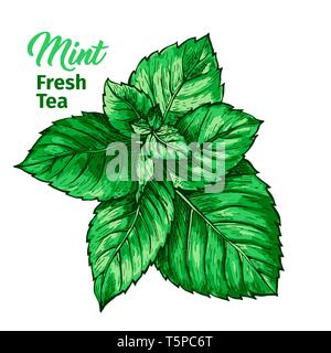 Kräuter Tee mit frischer Minze Logo Vorlage. Isolierte Hand gezeichnet Marker Malerei Label mit Pfefferminze. Spearmint Botanik Pflanze und Hand-Lettering Kalligraphie Inschrift. Botanische Design, Medizinische Thema. Stock Vektor