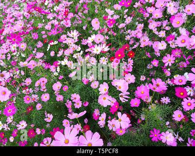 Rosa, Weiß und Rot cosmos Blumen blühen auf Hintergrund einstellen, Erntegut Pflanzung auf dem Gebiet von Thailand. Stockfoto
