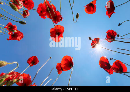 Der Froschperspektive über gemeinsame Mohn/Field Poppies/Flandern Mohn (Papaver rhoeas) in Blüte gegen sonnigen blauen Himmel Stockfoto