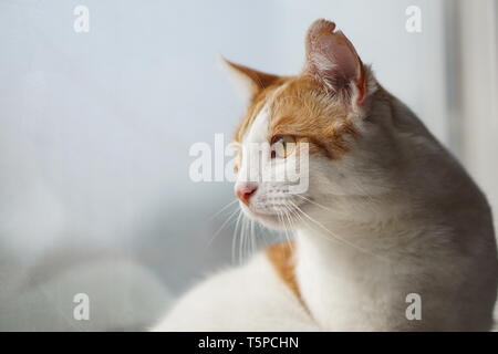 Weiß & Ginger Cat schauen aus dem Fenster Stockfoto